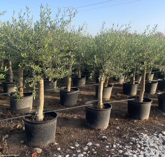 ‼️Super Promo bij PROMOplant in de 🌳olijf en 🌴palmbomen‼️, Tuin en Terras, Ophalen