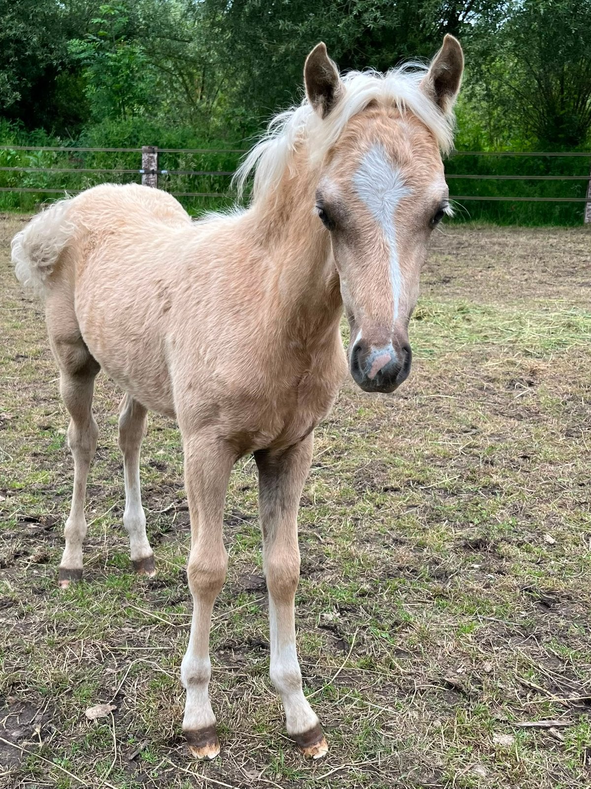 2 prachtige welsh sectie b(1m32) veulens vos en palomino, Animaux & Accessoires, Jument, B