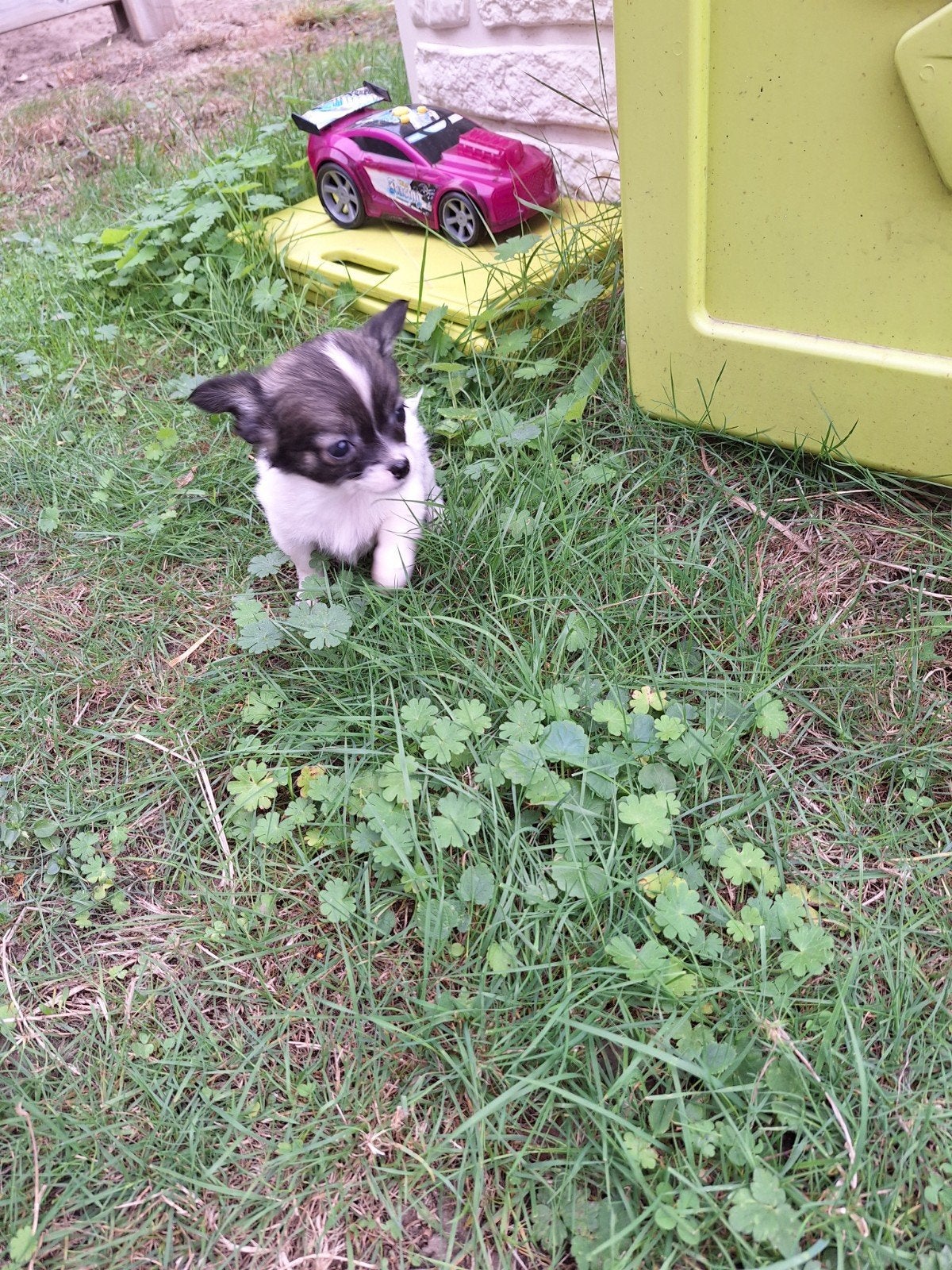 Langharige chihuahua pups, Maladie de Carré (chiens), Belgique, Plusieurs, Chihuahua