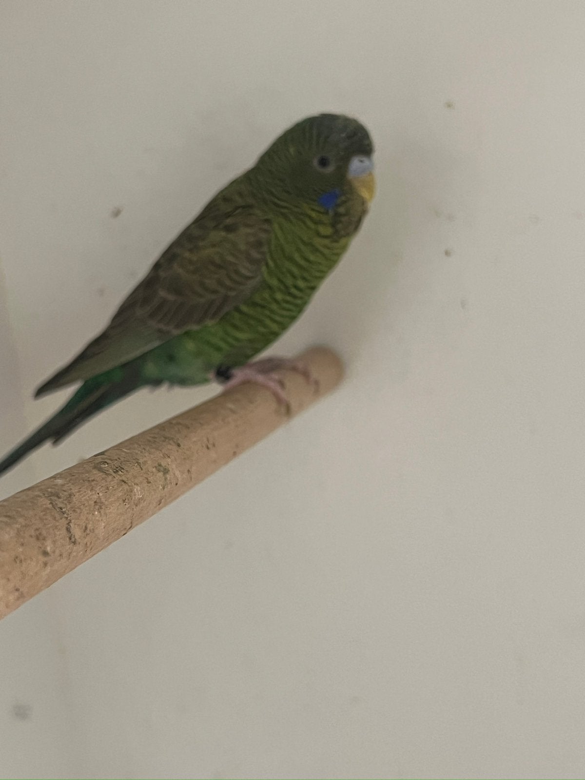 Blackface blackwing, Dieren en Toebehoren, Vogels | Parkieten en Papegaaien