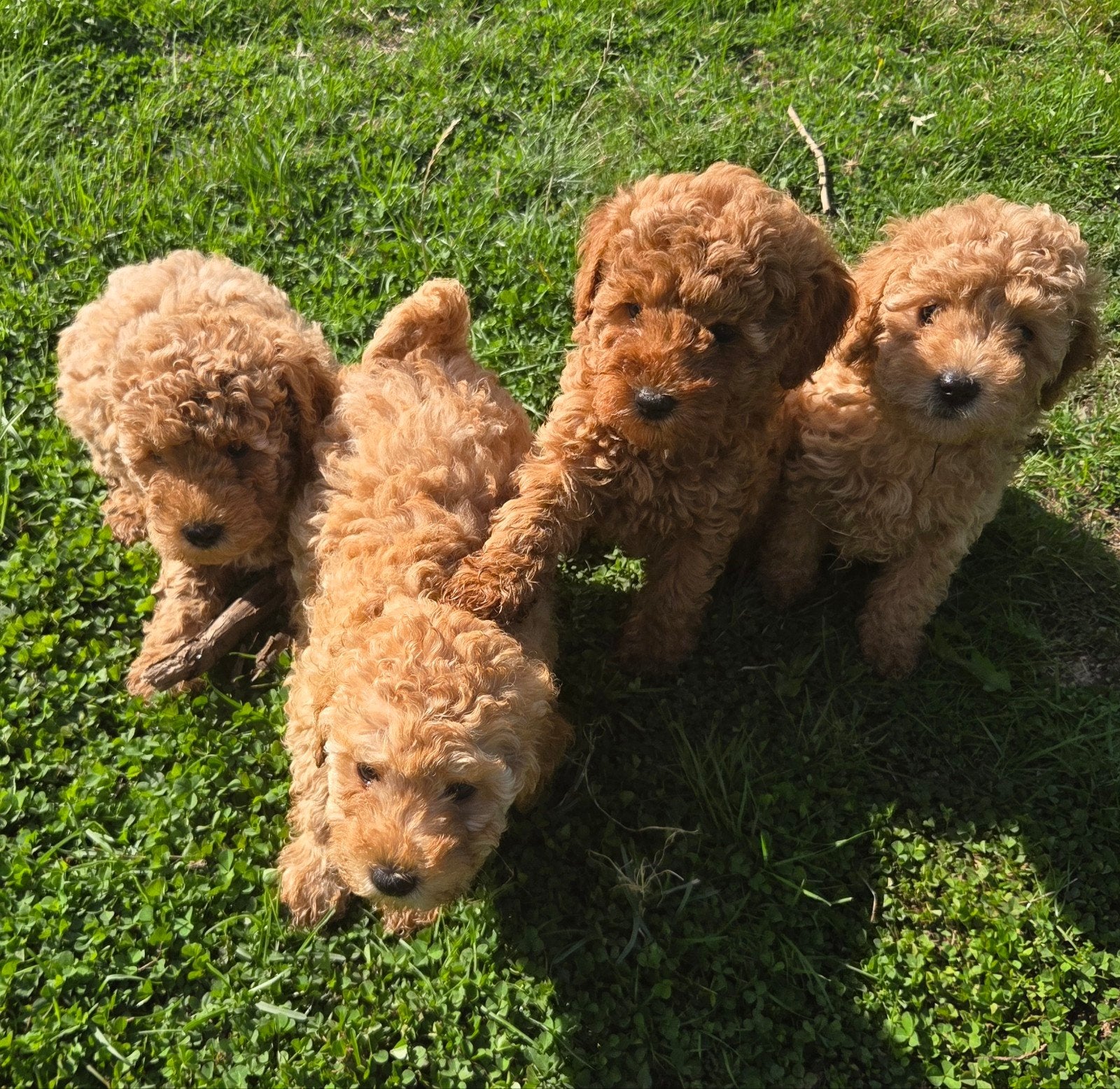Beaux chiots caniches nains, Animaux & Accessoires, 8 à 15 semaines, Plusieurs, Éleveur | Loisir, Caniche