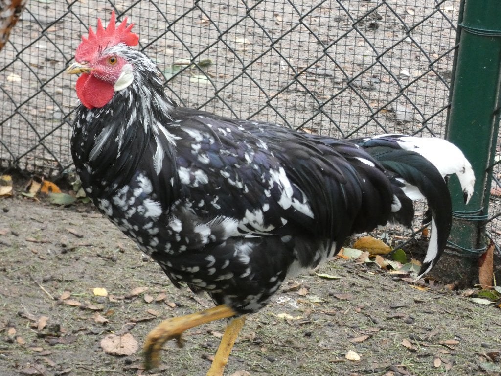 prachtige jonge haan leghorn donker bont exchequer, Dieren en Toebehoren, Kip