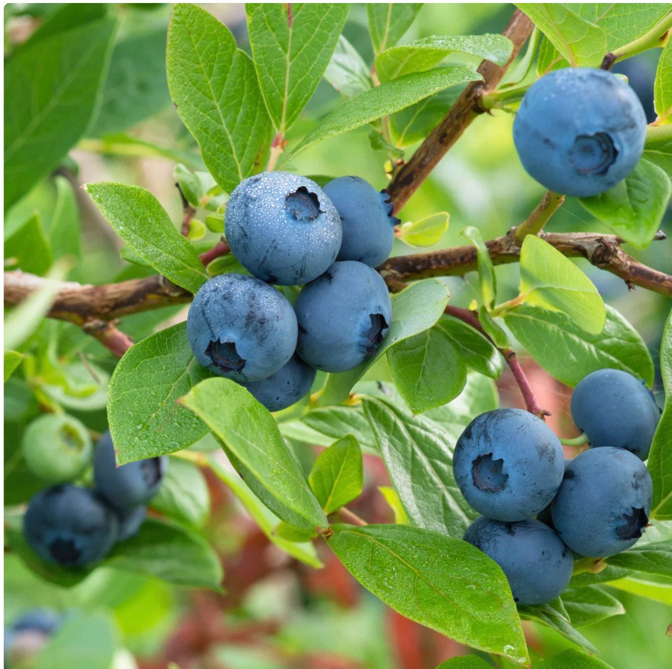 Blauwe bes, Ophalen