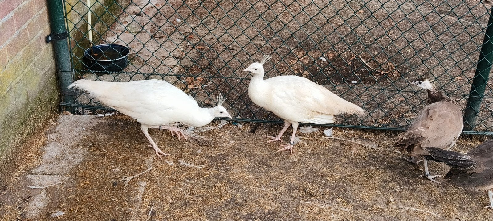 koppel witte pauwen, Dieren en Toebehoren