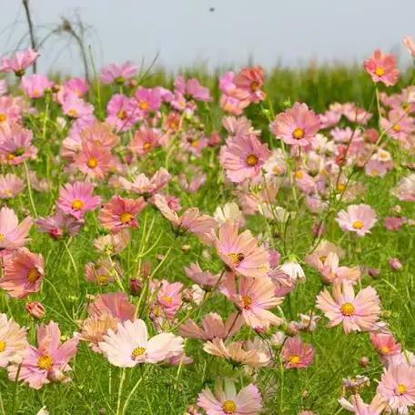 Zaden Cosmos Apricot, Overige soorten, Volle zon, Eenjarig, Ophalen of Verzenden