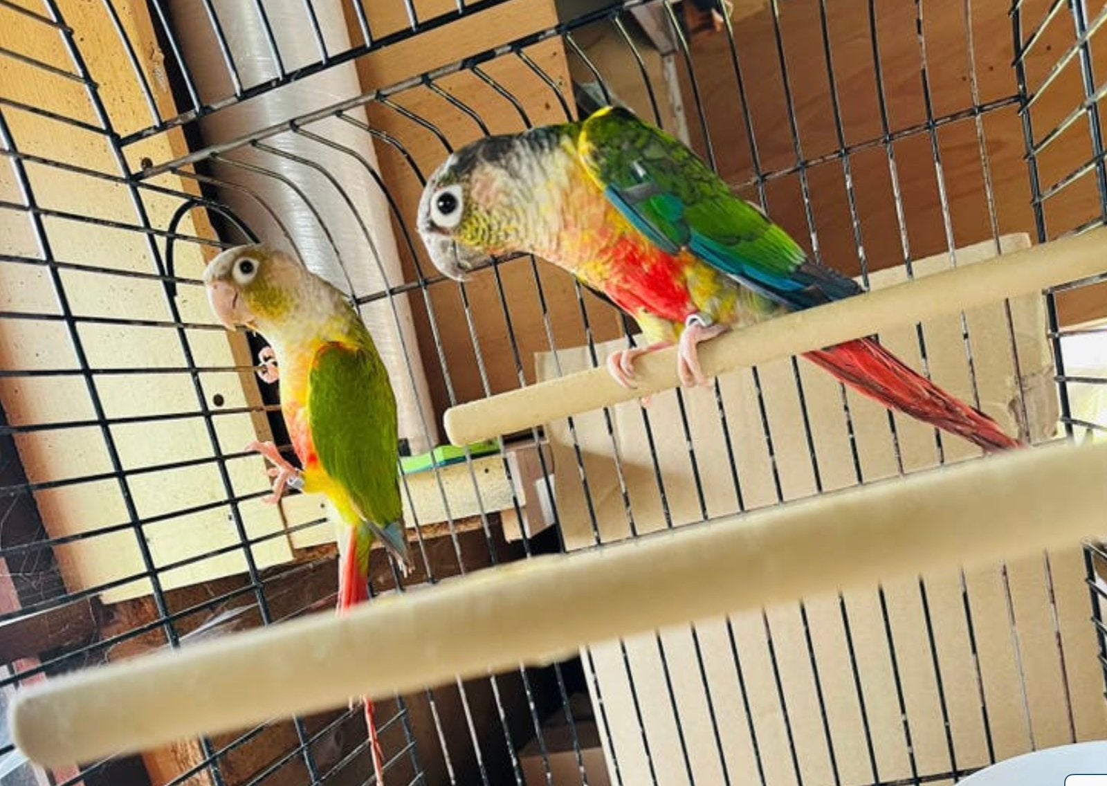 Pyrrhura broedpaar, Dieren en Toebehoren, Vogels | Parkieten en Papegaaien, Geringd