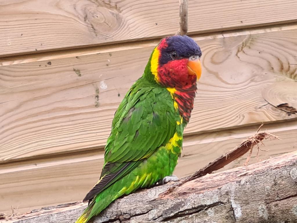 Ornaat Lori, Dieren en Toebehoren, Vogels | Parkieten en Papegaaien, Mannelijk, Papegaai, Geringd