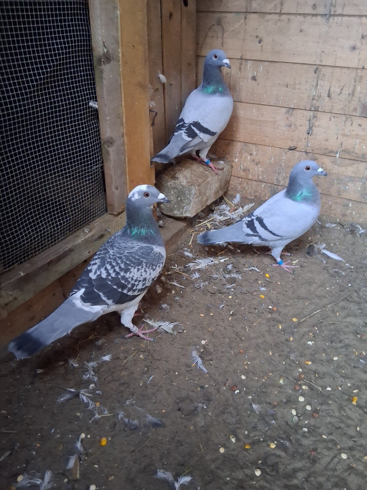post duiven 3 st 10ero, Dieren en Toebehoren