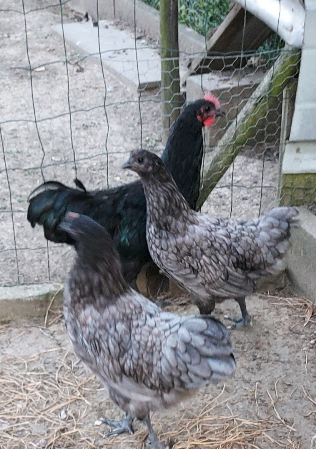 australorp hennen, Dieren en Toebehoren, Pluimvee