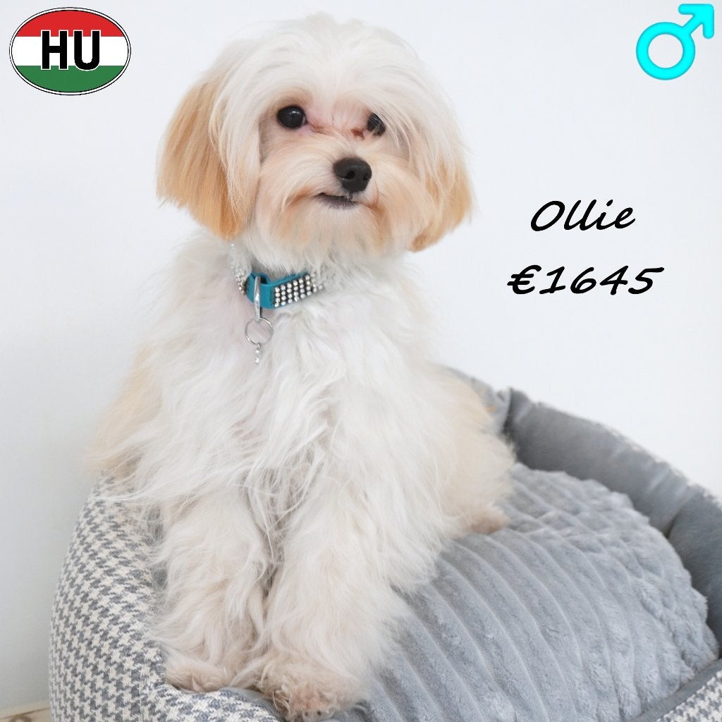 Milo & Ollie, Mini Maltipoo reutjes te koop, Dieren en Toebehoren, 15 weken tot 1 jaar, Buitenland, CDV (hondenziekte), Meerdere