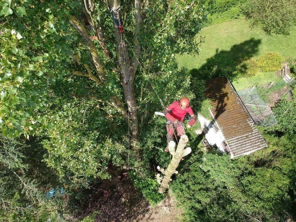 Travaux d'abattage / démontage / élagage d'arbres, Enlèvement