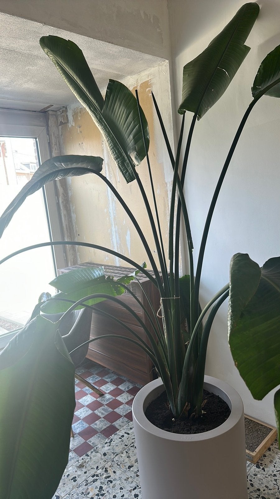 Paradijsvogel met pot, Huis en Inrichting, Kamerplanten, Ophalen, 200 cm of meer, Overige soorten, Halfschaduw