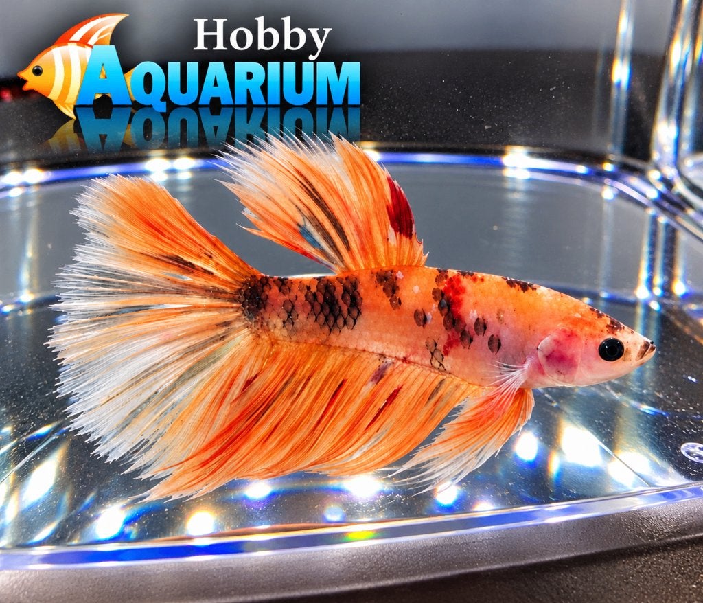 Hobbyaquarium  Betta SP Super Delta Nemo xl, Dieren en Toebehoren, Vis, Zoetwatervis