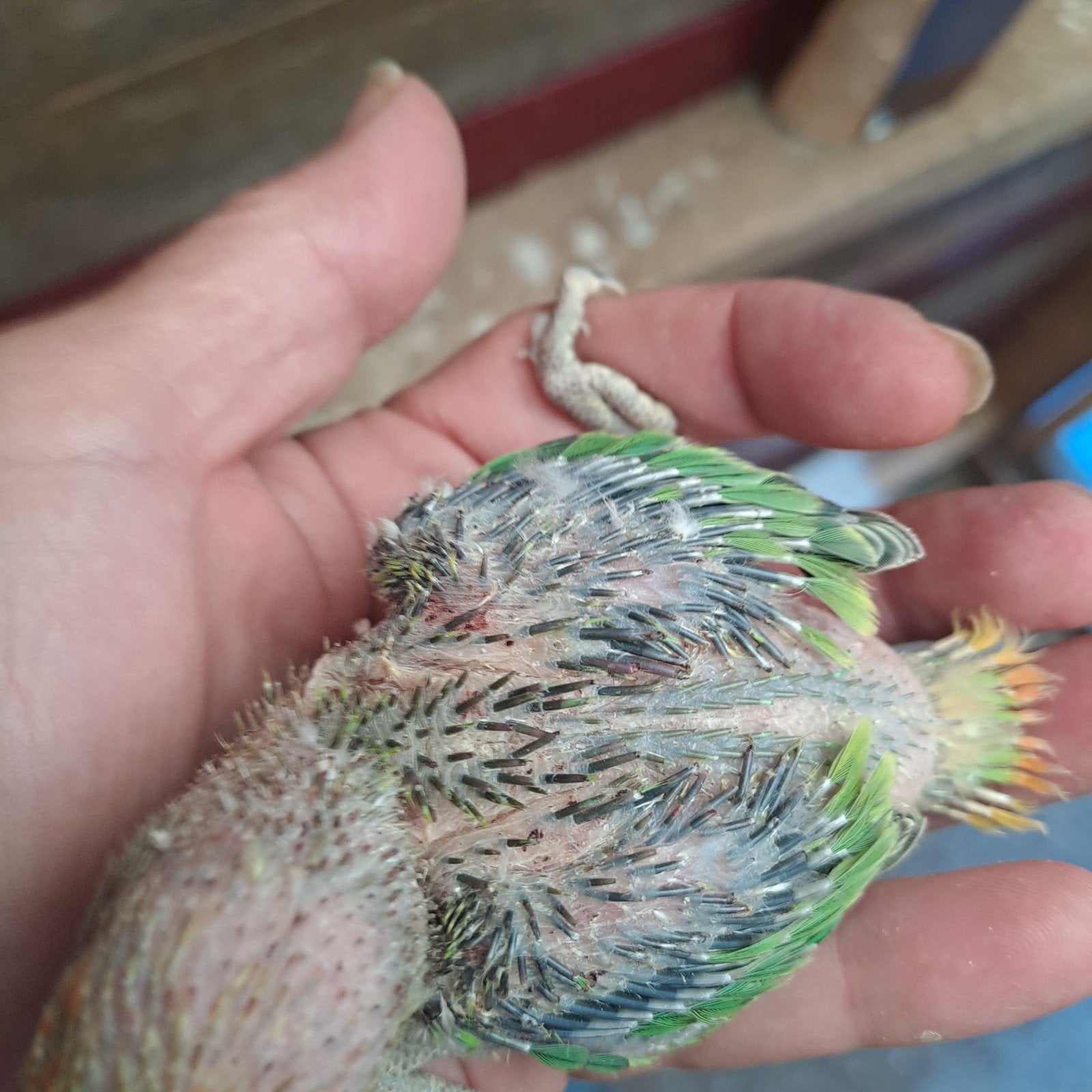 2 Jonge argapornis rosei collie, Meerdere dieren, Dwergpapegaai of Agapornis, Geringd