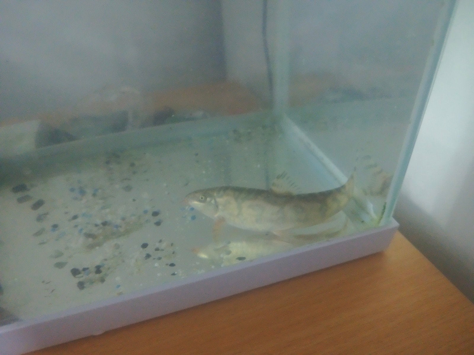 ​Set van 3 aquariumvissen ( Yoyo Loach + 2xRed tail Shark), Elektronische apparatuur, Zonnebanken en Gezichtsbruiners, Ophalen