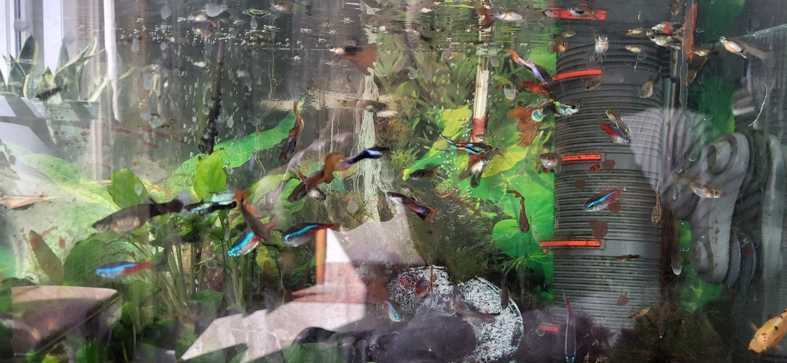 Guppies te koop