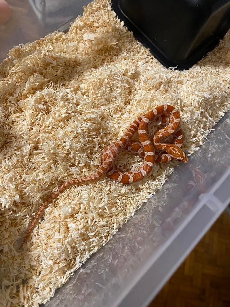 1.2 ultramel het palmetto Scaleless, Dieren en Toebehoren, Reptielen en Amfibieën
