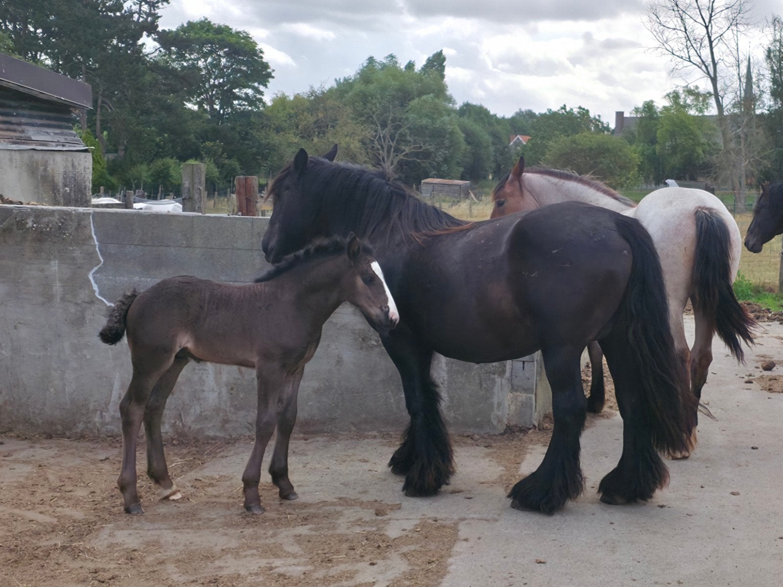 Drachtige tinker merrie met veulen, Dieren en Toebehoren, Minder dan 160 cm, 0 tot 2 jaar, Gechipt, Onbeleerd