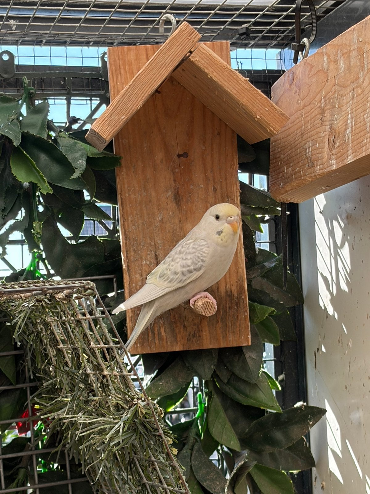 Jonge grasparkiet, Dieren en Toebehoren, Vogels | Parkieten en Papegaaien, Geringd
