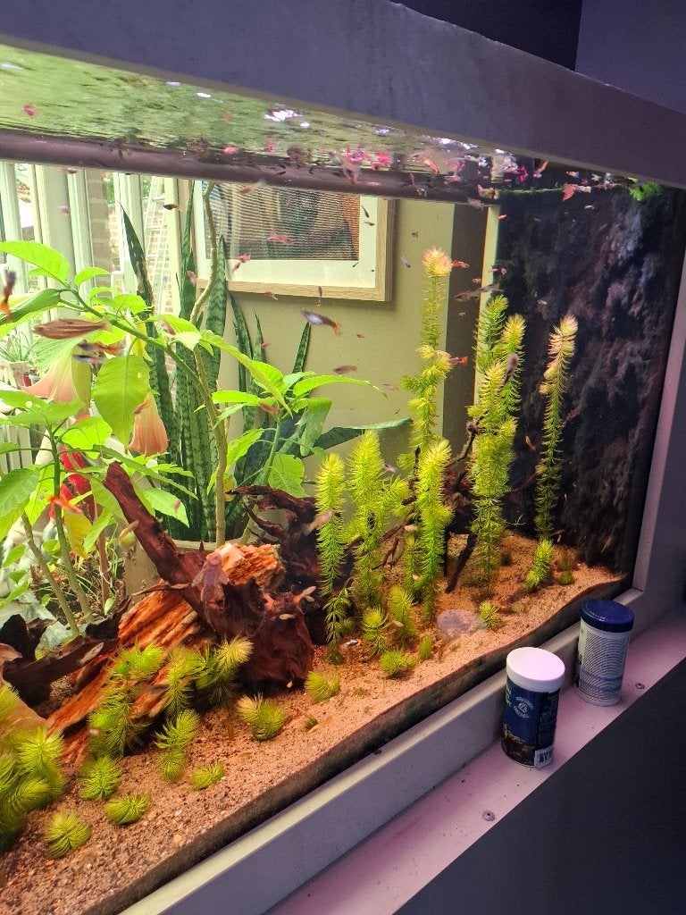 Guppys, Animaux & Accessoires, Poisson, Poisson d'eau douce