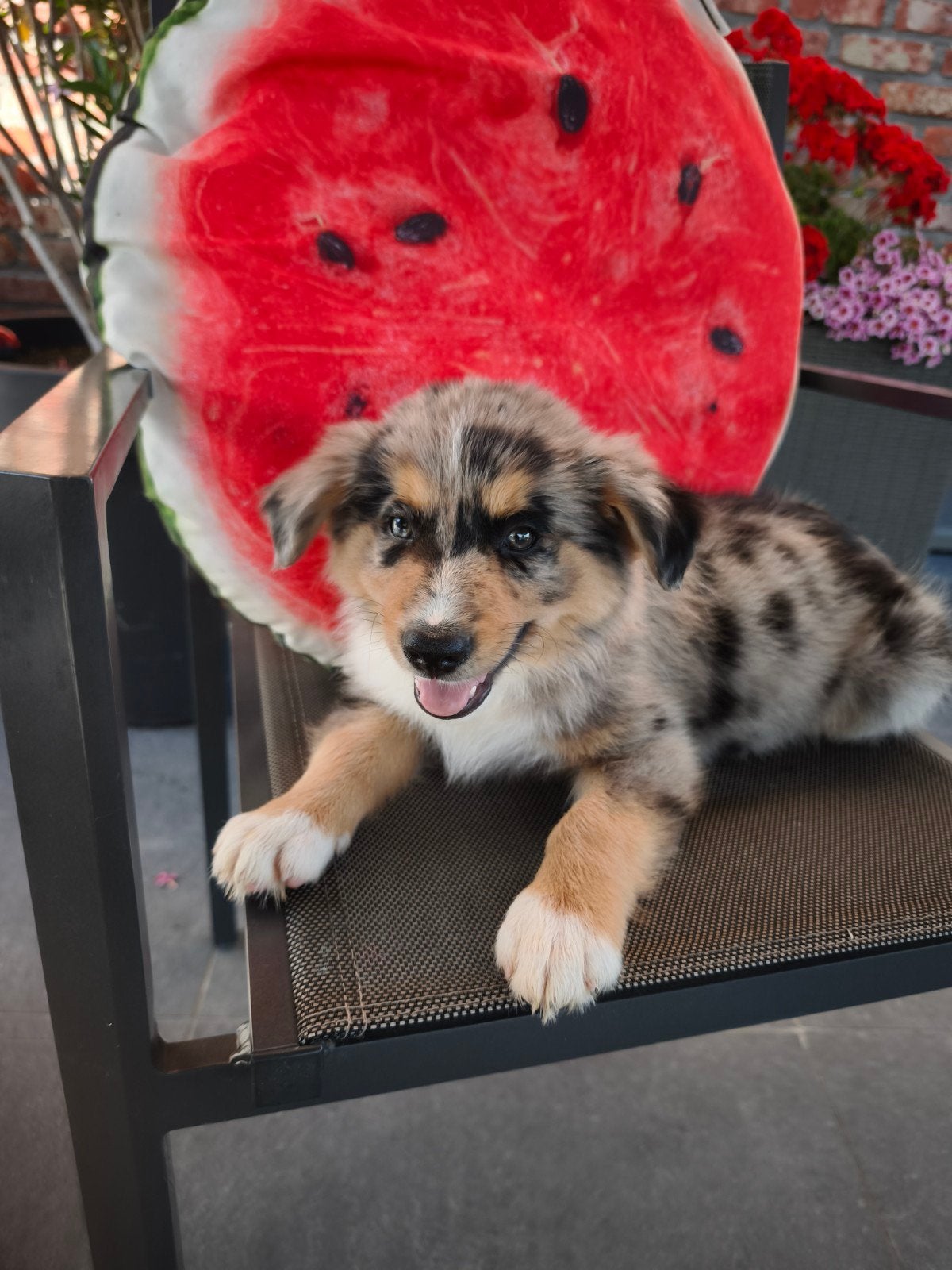 Super leuke Border Collie reutjes, België, Fokker | Hobbymatig, Reu, 8 tot 15 weken