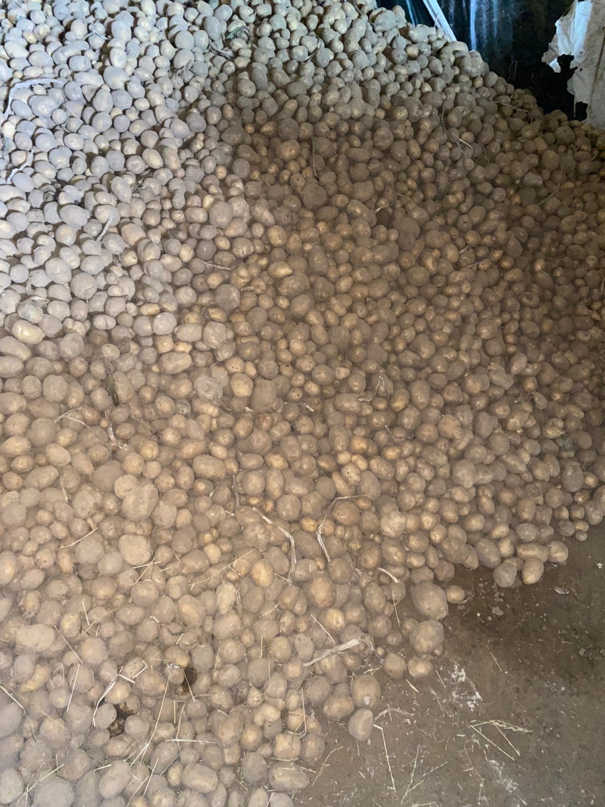 Bintje aardappelen, Articles professionnels, Enlèvement