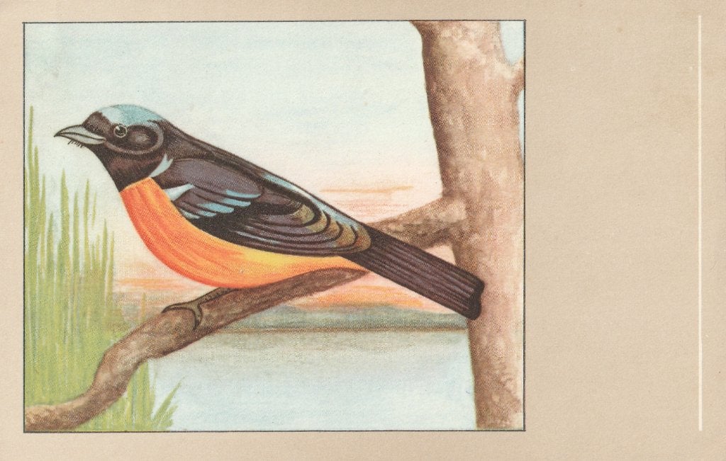 ROODBUIK  VLIEGENVANGER, Collections, Enlèvement ou Envoi, Non affranchie, Oiseaux