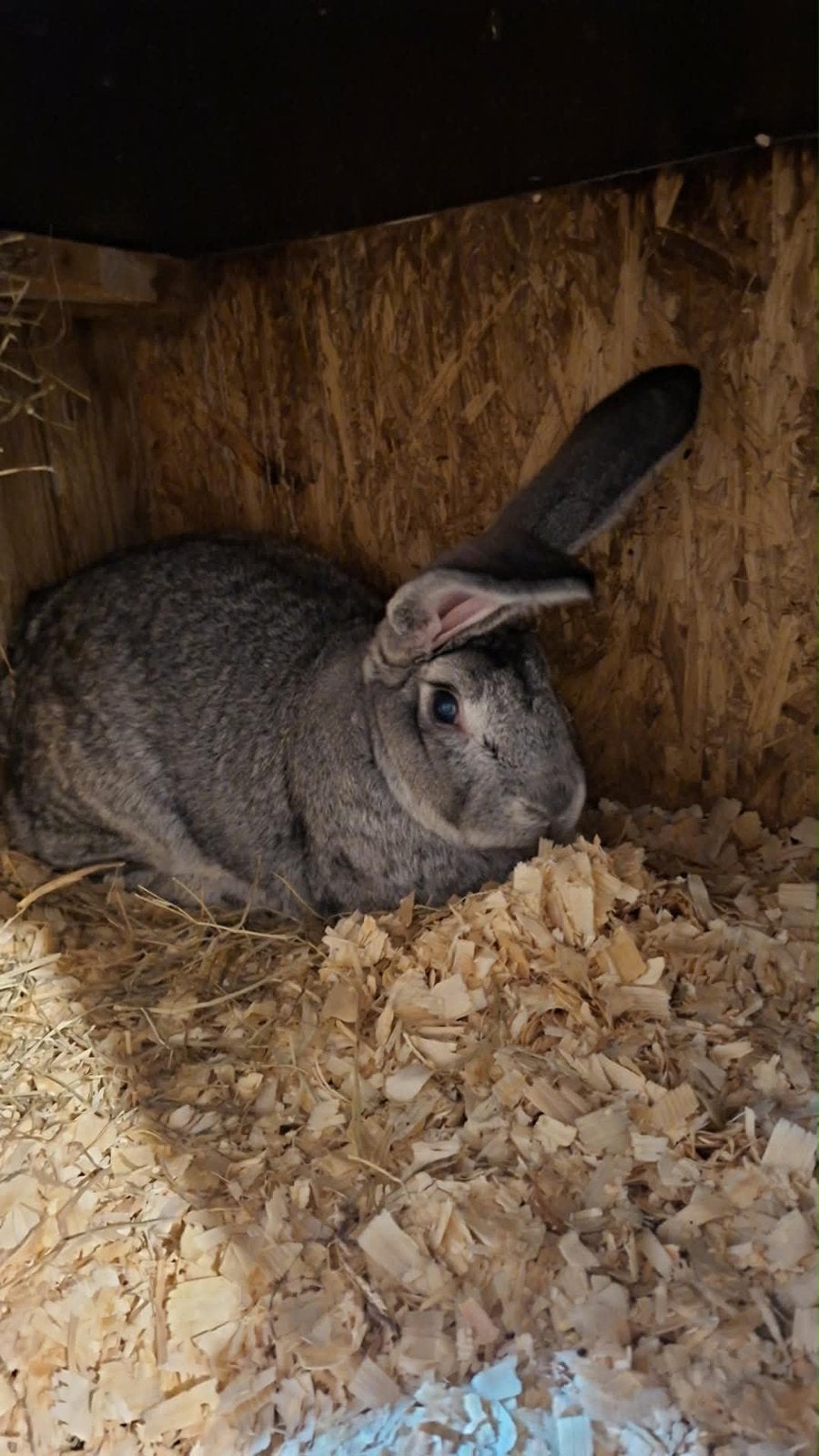 Reus van Vlaanderen, Dieren en Toebehoren, Ophalen