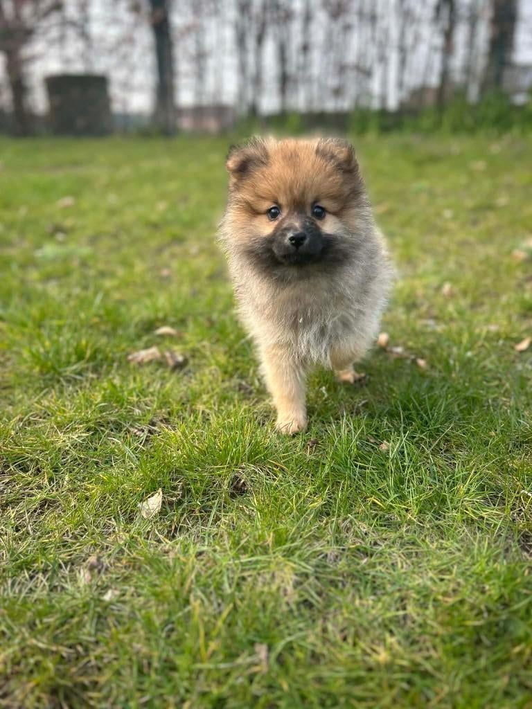Belgische dwergkeesjes zoeken gouden mandje!!, Dieren en Toebehoren, Parvo, België, Keeshond, 8 tot 15 weken