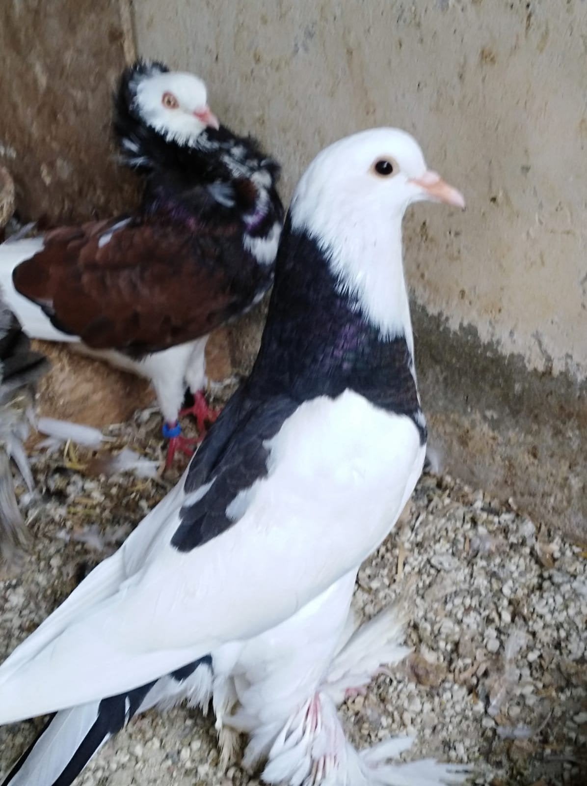 gentse kroppers, Dieren en Toebehoren