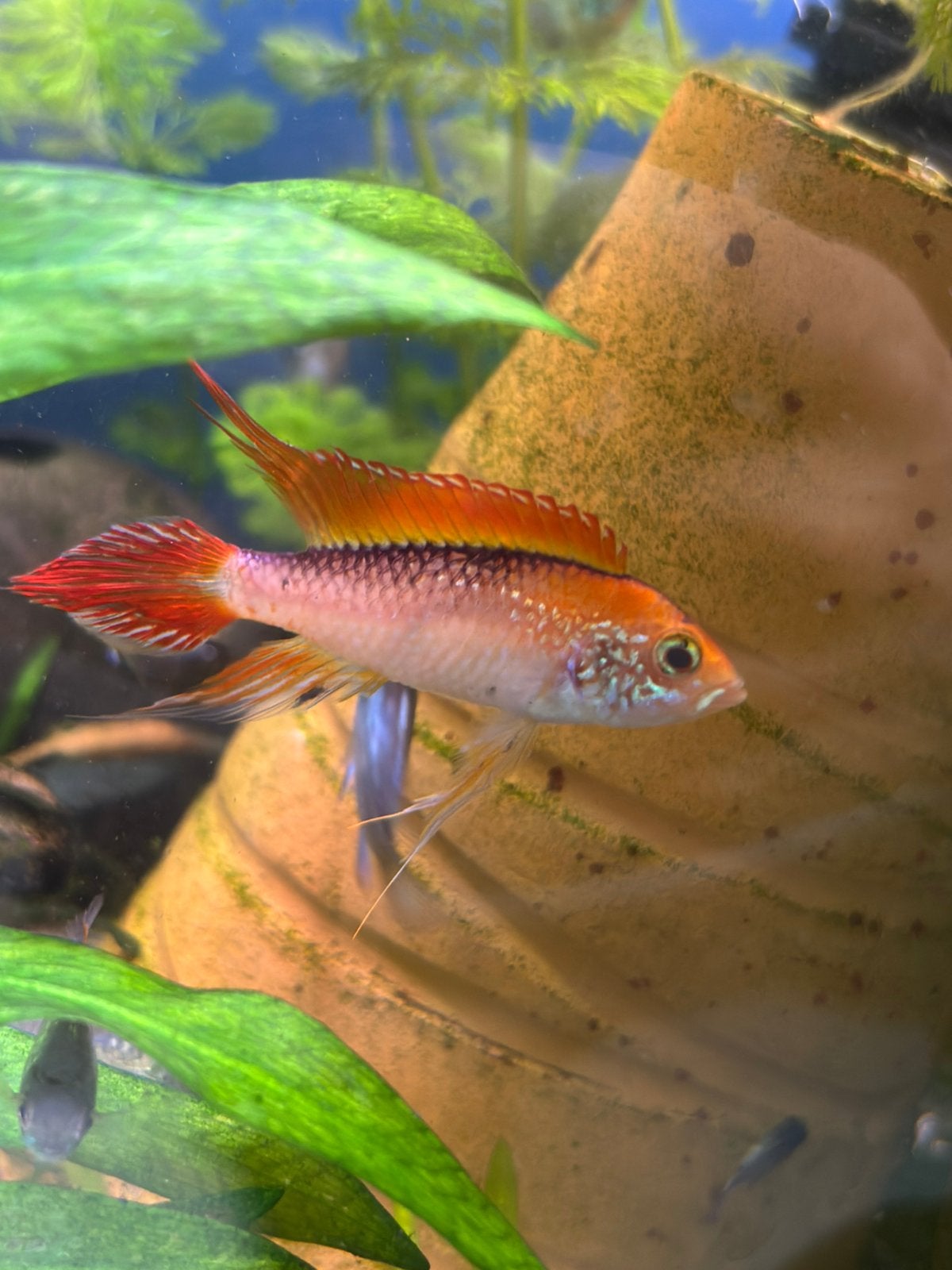 Apistogramma agassizzi fire red, Dieren en Toebehoren