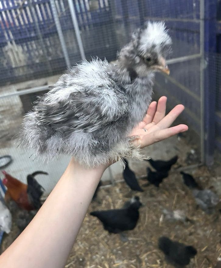 Zijdehoender kipjes, Dieren en Toebehoren, Pluimvee, Meerdere dieren, Kip