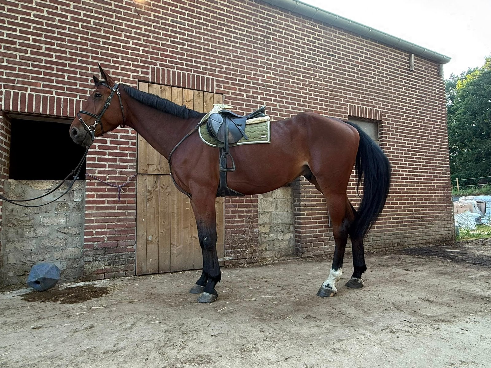 5 jarige ruine Chacco Blue, Dieren en Toebehoren, Paarden, Ruin, Zadelmak