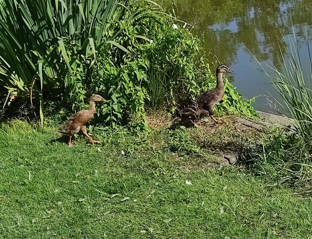 loopeenden, Dieren en Toebehoren, Geslacht onbekend, Eend