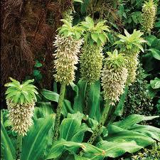 eucomis bicolor, Ophalen, Zomer, Vaste plant, Volle zon