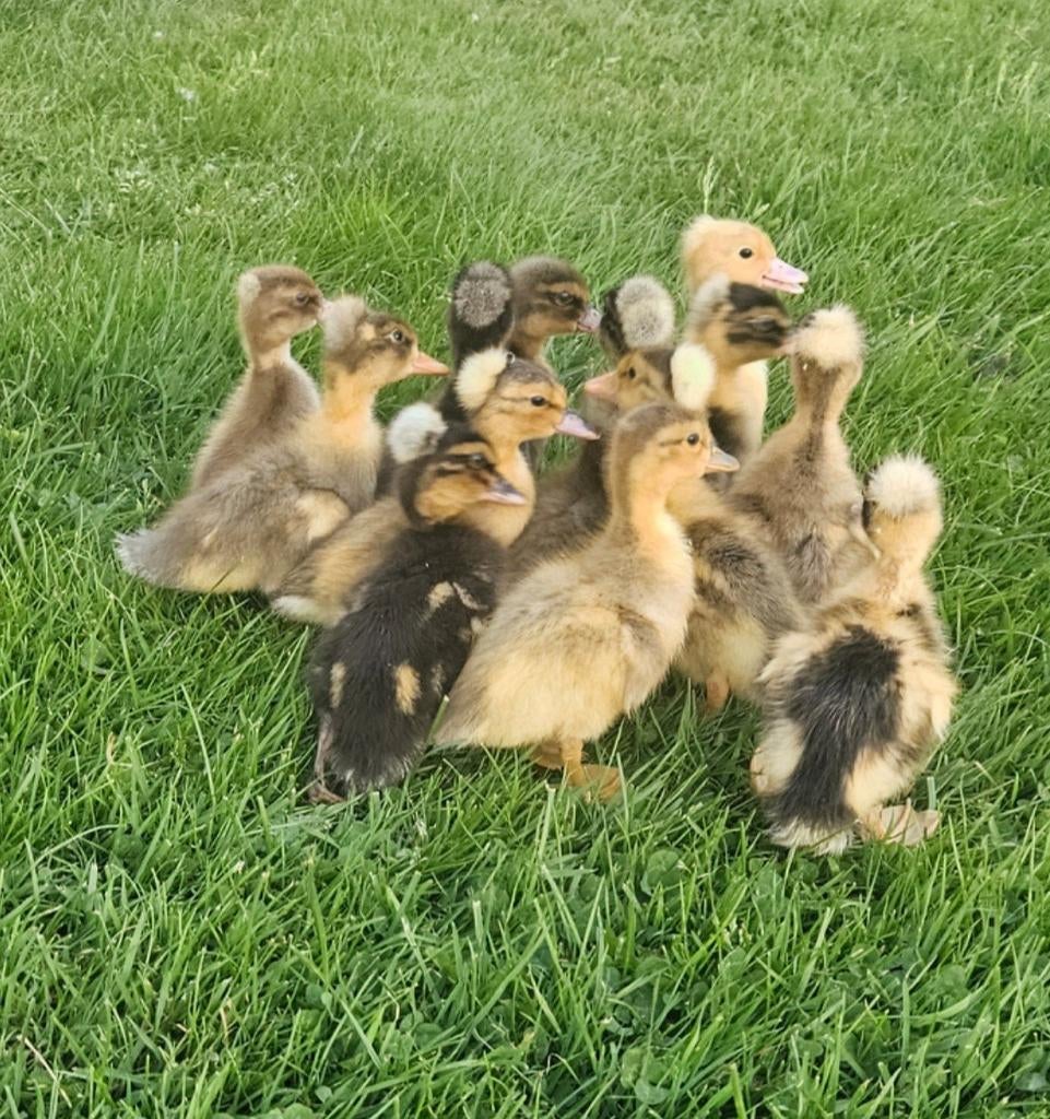 Eenden kuikens oud hollandse, Animaux & Accessoires, Volatiles, Plusieurs animaux, Canard