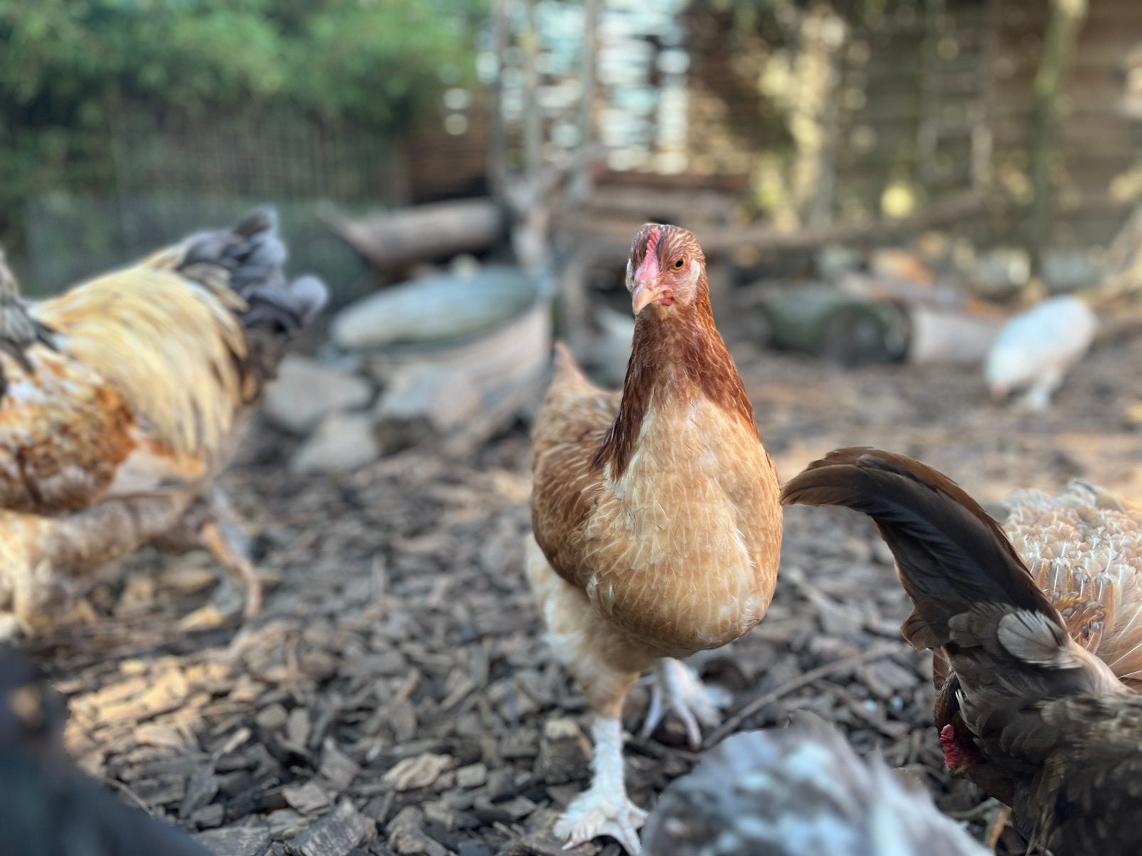 Marans Tarwe