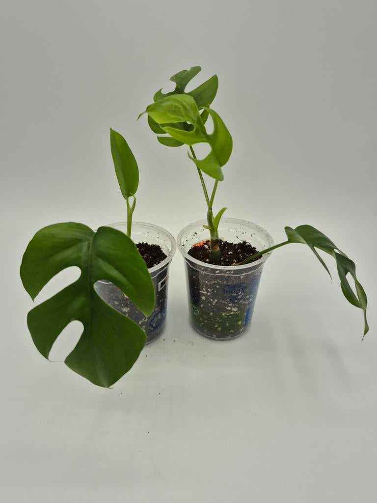 Monstera minima, Huis en Inrichting, Kamerplanten, Ophalen of Verzenden