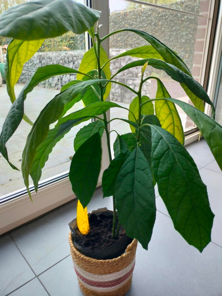 Advocadoplant, Ophalen