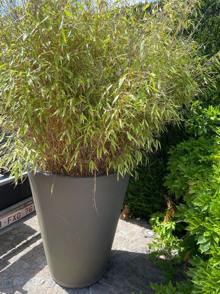 grote luxe bloempot met of zoder bamboe, Tuin en Terras, Ophalen, 40 cm of meer, Rond, Balkon