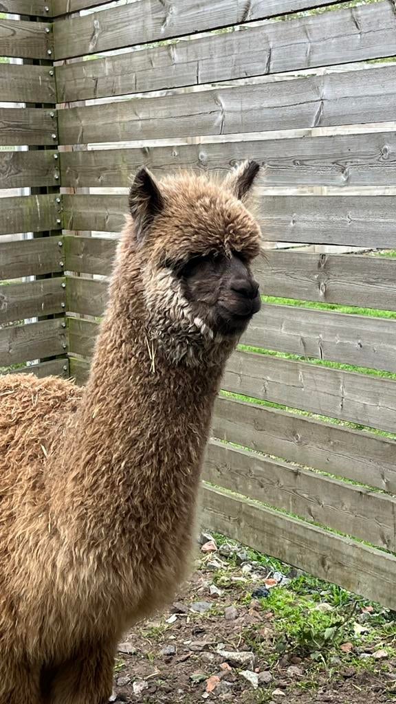 Alpacas te koop, Augustus, Meerdere dieren