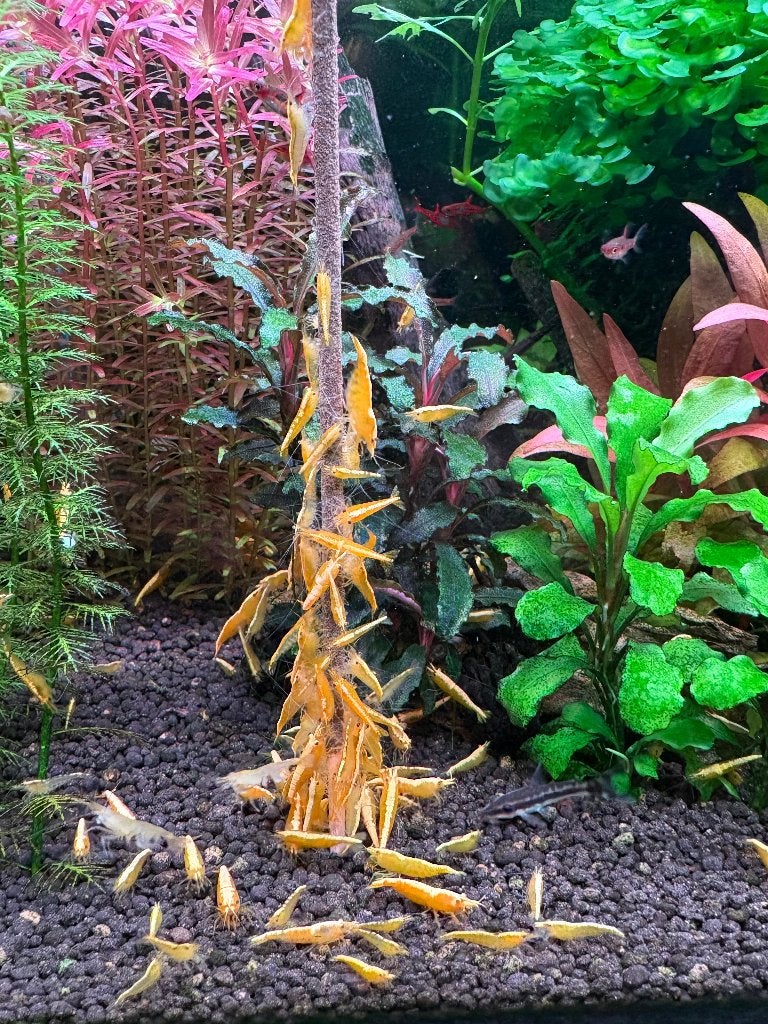 Yellow fire garnaal, Dieren en Toebehoren, Vissen | Aquariumvissen, Kreeft, Krab of Garnaal, Zoetwatervis, Schoolvis