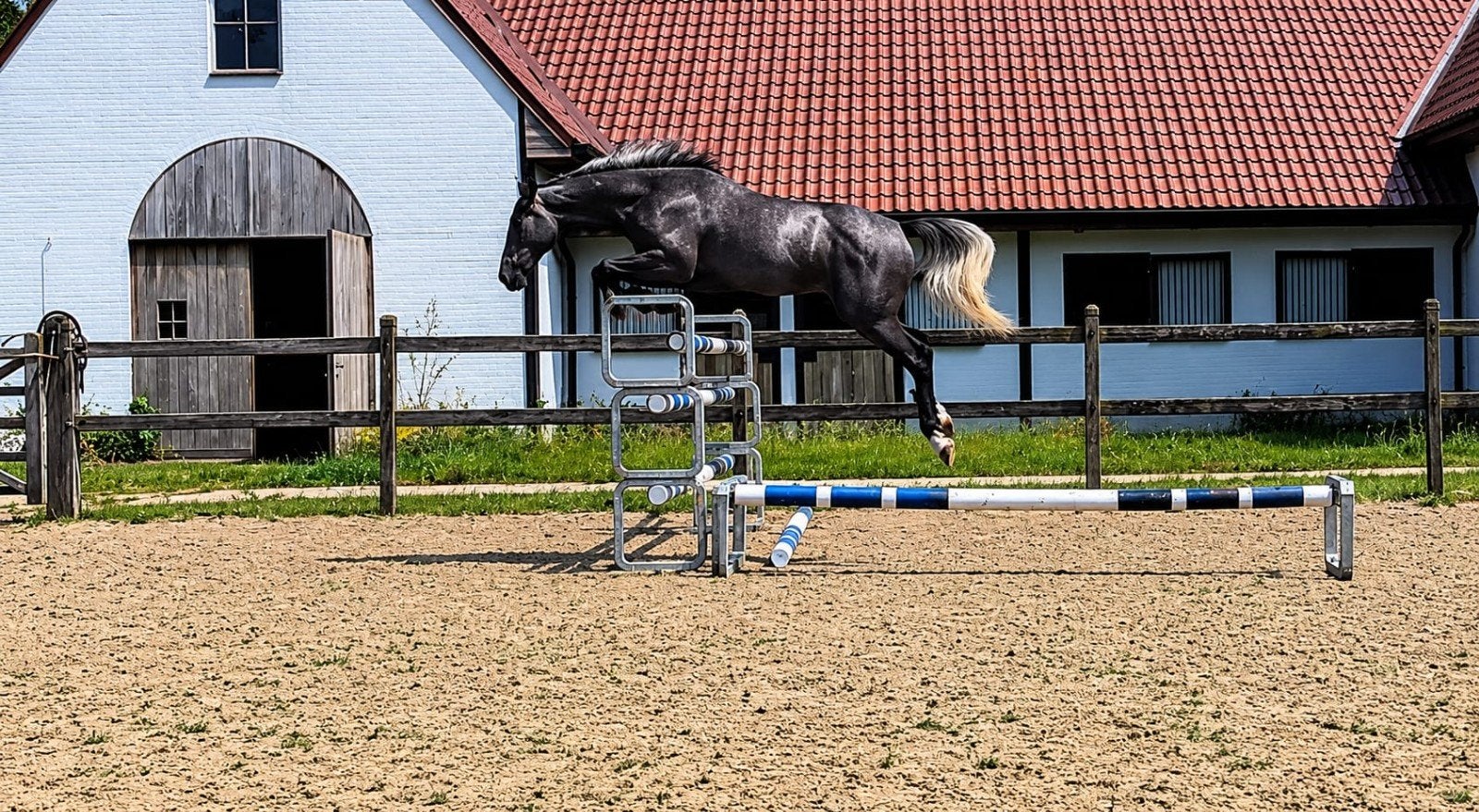 Talentvolle jonge ruin, Hongre, Avec pedigree, 160 à 165 cm, Cheval de saut