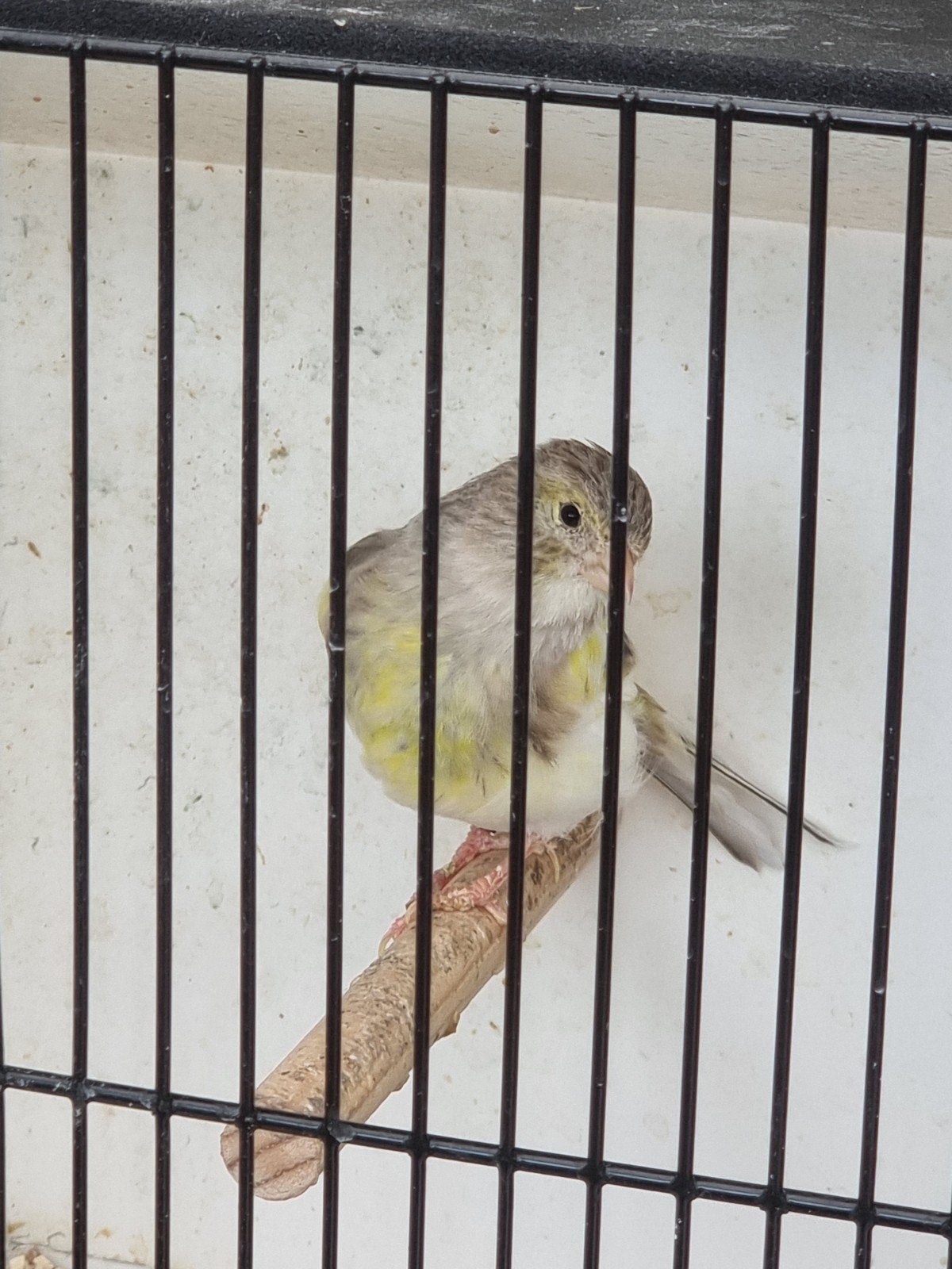 Kanarie pop bont., Animaux & Accessoires, Oiseaux | Canaris, Femelle