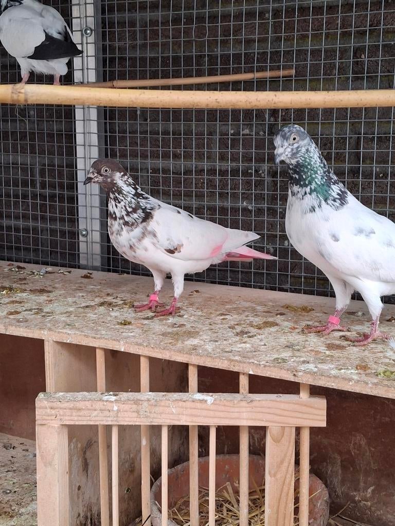 Pakistaanse hoogvliegers, Dieren en Toebehoren, Vogels | Duiven