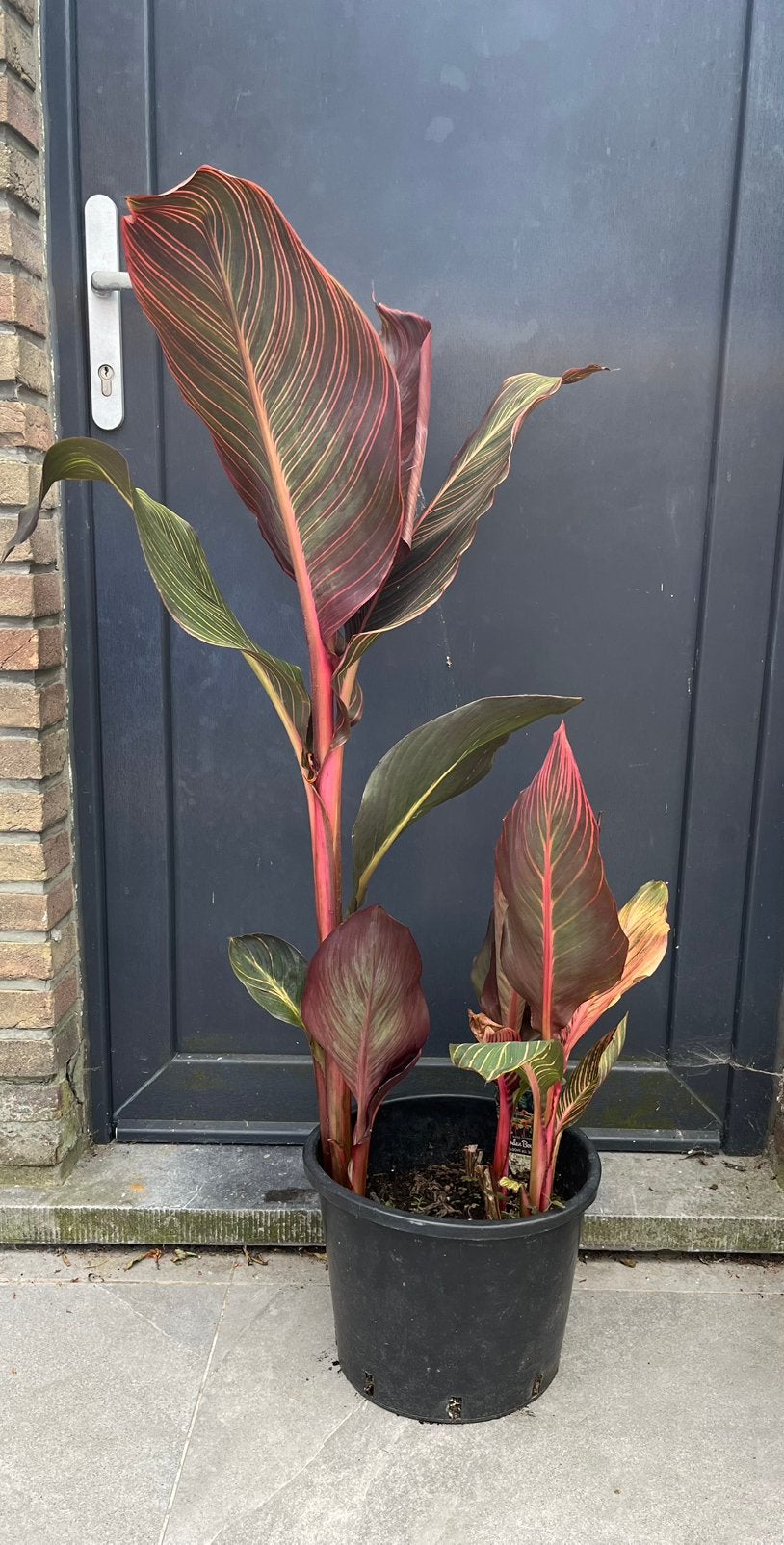 Canna Durban, grote pot, Jardin & Terrasse, Autres espèces, Plein soleil, Été, Enlèvement