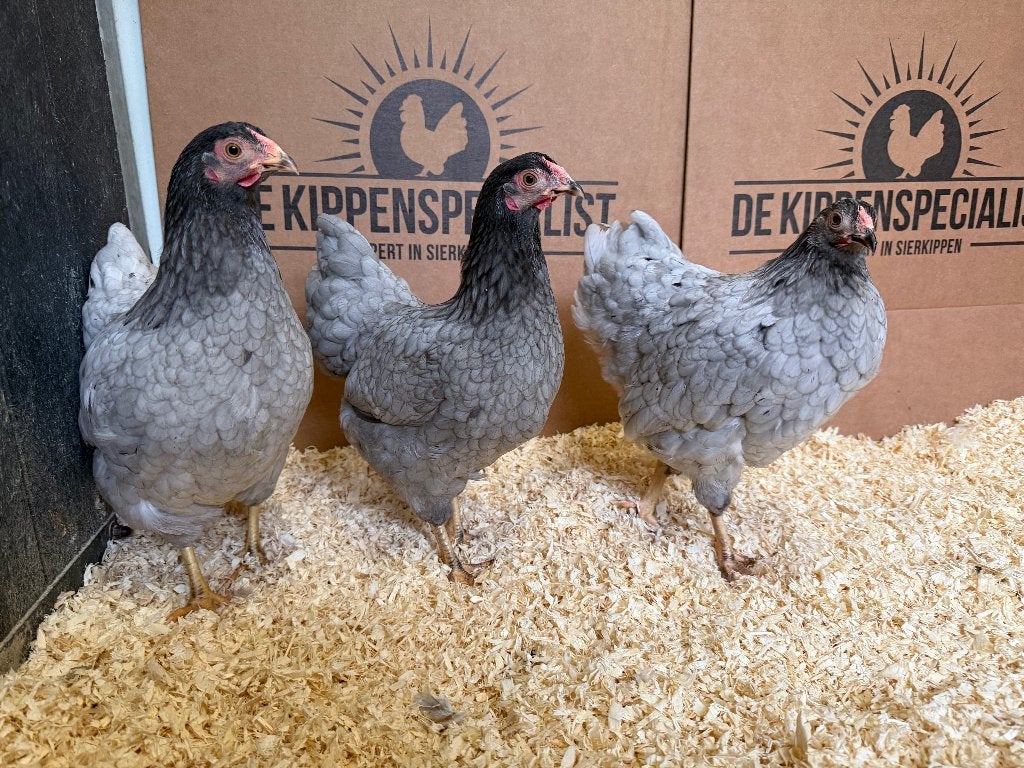Jonge tamme Wyandotte kriel Grijs Blauw gesekst en ingeënt, Dieren en Toebehoren, Pluimvee, Vrouwelijk, Kip