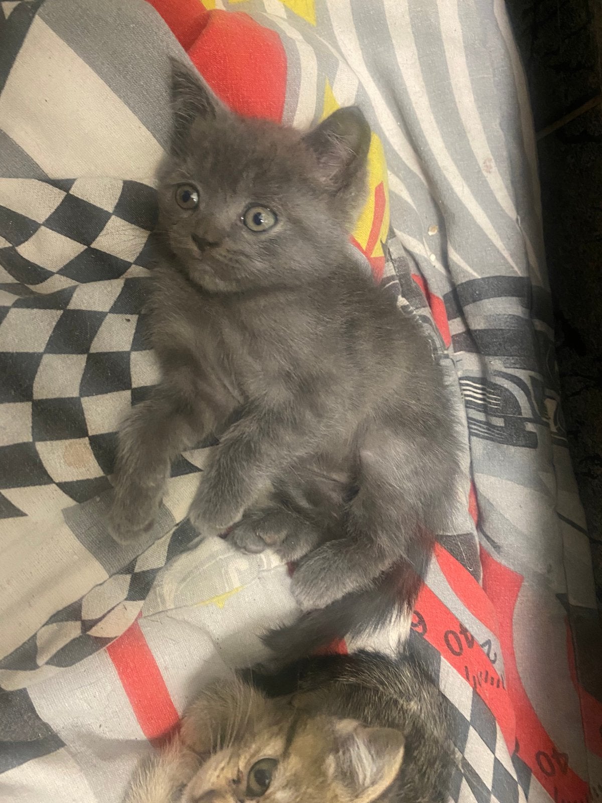 Britse korthaar kittentje, Dieren en Toebehoren, Kater, Gechipt, 0 tot 2 jaar