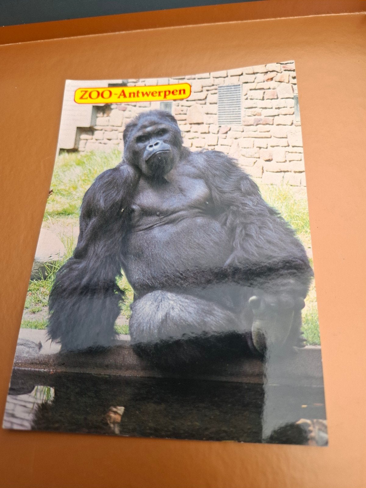 postkaart zoo Antwerpen, Verzamelen, Ophalen of Verzenden, Antwerpen