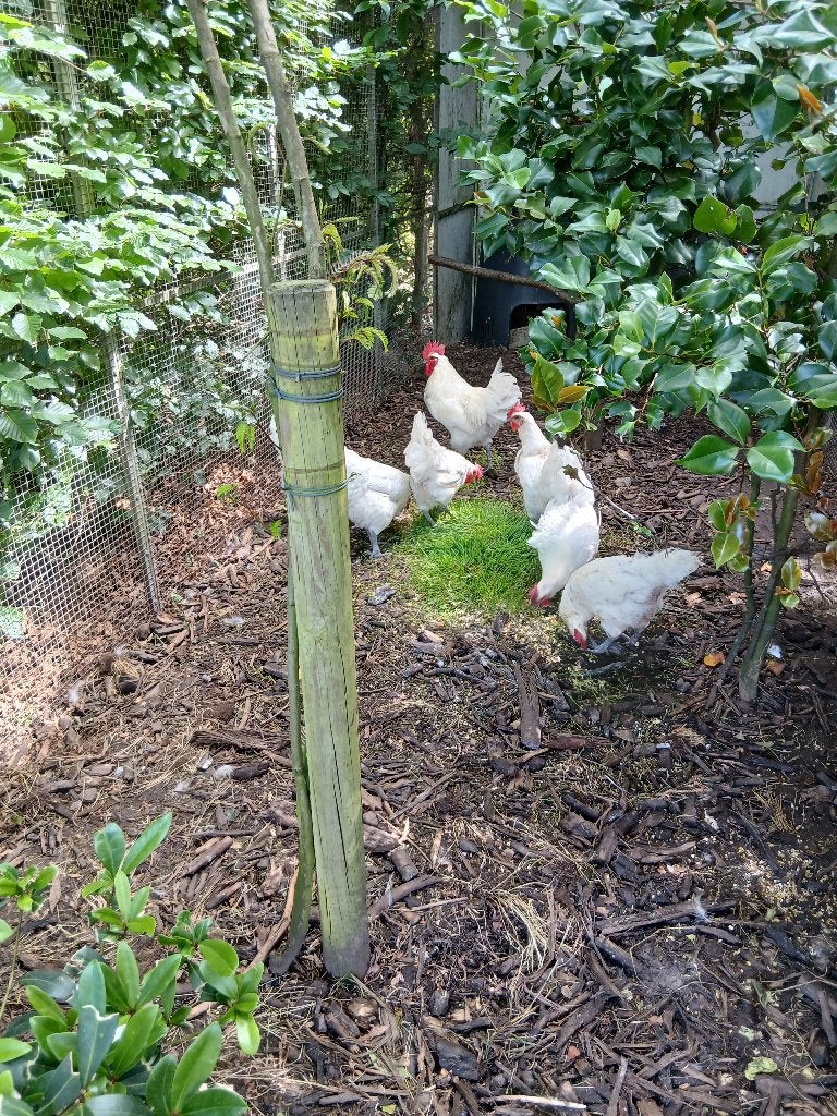 Poule de bresse, Dieren en Toebehoren